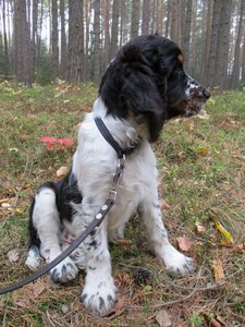 Obrázek