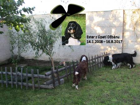 Obrázek